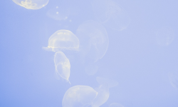 Featured image of post Bubble Tea: Build Stunning Terminal UIs in Go (40k Stars)