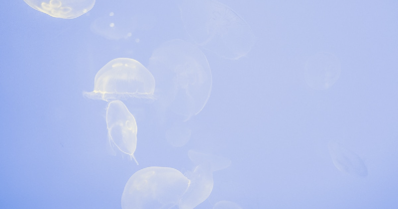 Featured image of post Bubble Tea: Build Stunning Terminal UIs in Go (40k Stars)