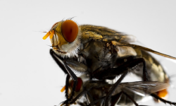 Featured image of post cockroach: Go's High-Performance Database for Scalable Applications