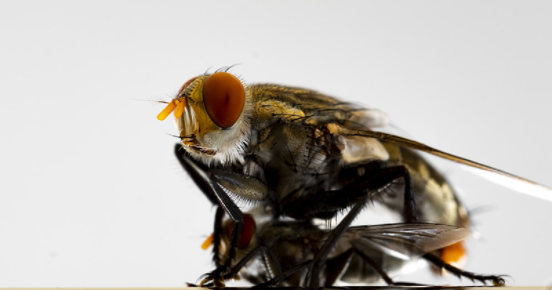 Featured image of post cockroach: Go's High-Performance Database for Scalable Applications